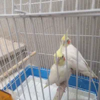 عروس هلندی