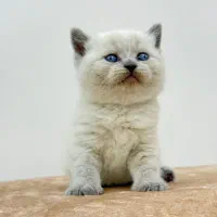 گربه نژاددار