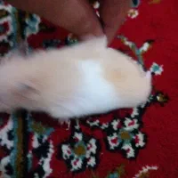 همستر|موش و خرگوش|مشهد, شهرک امام هادی (شهرک غرب)|دیوار