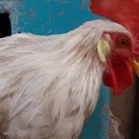 خروس