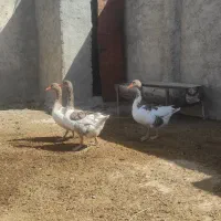 غاز قوغاز