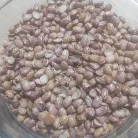 لوبیا چیتی درجه 1