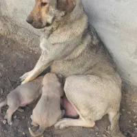 سگ عراقی ماده دزدیده شده