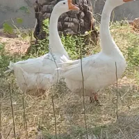 قوغازاوکراینی نر