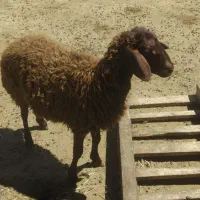بره