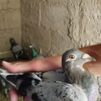 کبوتر جوجه جوانه