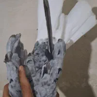 دم سفید رامشیر