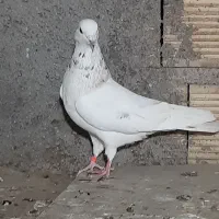 کبوترپرشی ۱۵۰