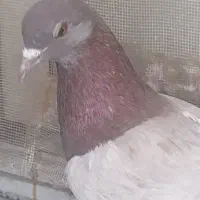 پیس مسجدی تسمه ای موئنس