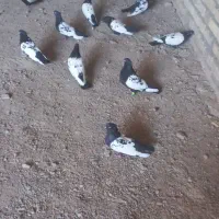 کفتر سینه سیا نقش