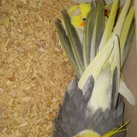 تعدادی عروس