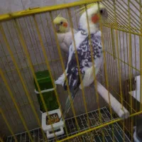 عروس هلندی