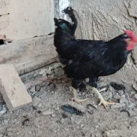 خروس گلین