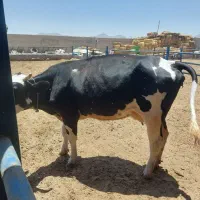 گاو جوان