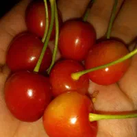 گیلاس مشهد درجه۱