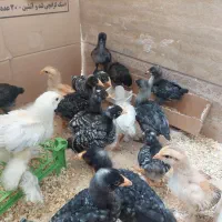 جوجه یک‌ماهه برهما،آراکانا(تخم آبی)و آمروک