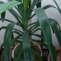 گل یوکا بلند  زیبا قیمت۶۵۰۰۰۰تومان