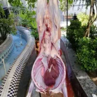 زیز قیمت بره تعاونی گوسفند دشتی زنده (خونی /