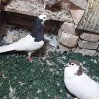 کبوتر دم سفید و طوقی و سار و سفیدو خال سرخ