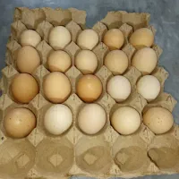 تخم مرغ محلی