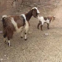 بز ومیش فروشی