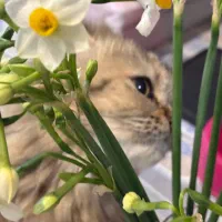 گربه بریتیش چین چیلا ماده