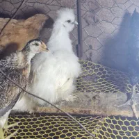 جوجه ابریشمی