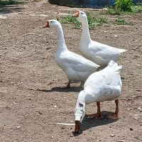 قوغاز