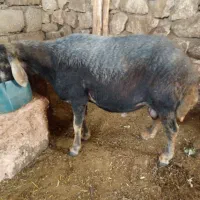 سه قوچ داشتی