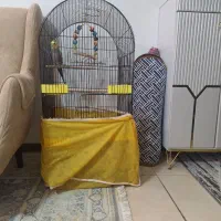 فروش فوری عروس هلندی با قفس