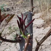 پیوند پیوند پسته شکمی لوله ای و....