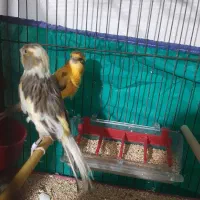 فرو ش یک جفت قناری