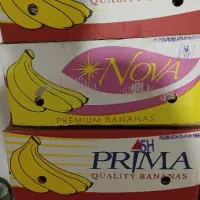 فروش کارتن موزی سالم