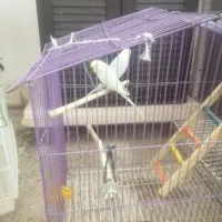 مرغ عشق نر و ماده