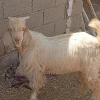 کهره نر چاق