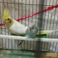 عروس هلندی و مرغ عشق معاوضه با کوتوله برزیلی نر