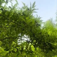 کودهای ارگانیک وبیولوژیک گابریست تحت لیسانس آلمان