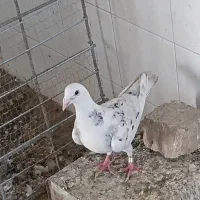 ماده سار