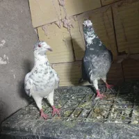 1جفت کفتر سوسکی