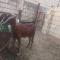 بز سالم و زیبا آهویی رسالت کشمیری