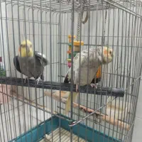 عروس هلندی