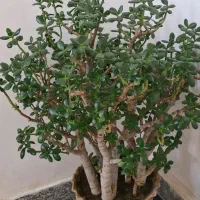 گل یشم  (جذب ثروت)