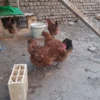 مرغ تخمگذار گلپایگانی