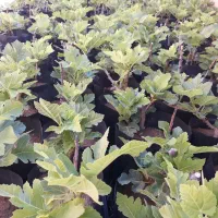نهال انجیر استهبان