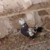 کبوتر ساعتی