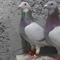 کبوتر