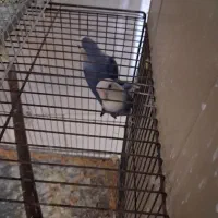 سه جفت کوتوله و یک جفت قناری