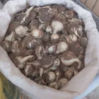 موسیر ریز و درشت کوهی