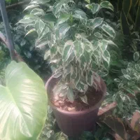 بنجامین
