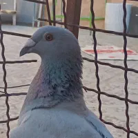 موریس دلبر ماده